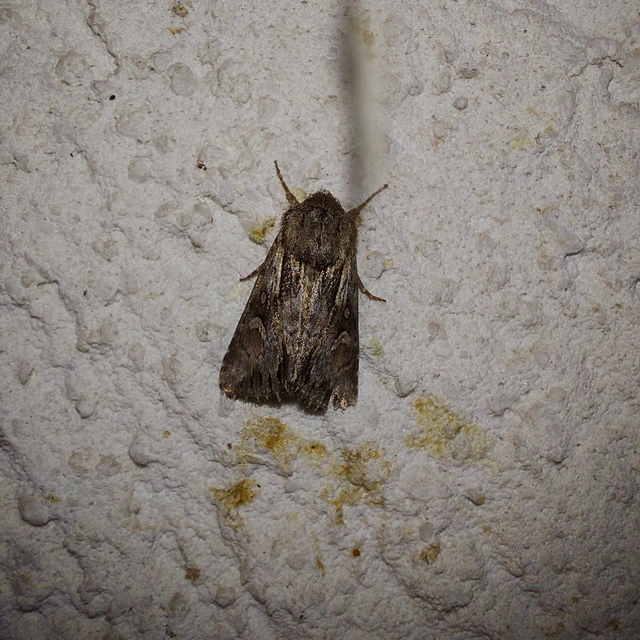 Chloantha hyperici - orbáncfű-sugarasbagoly