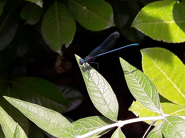 Calopteryx splendens - sávos szitakötő