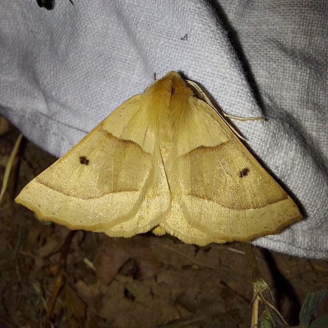Crocallis elinguaria - sárga sávosaraszoló