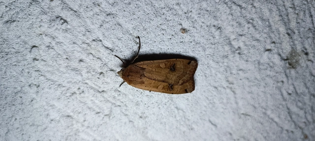 Noctua pronuba - nagy sárgafűbagoly