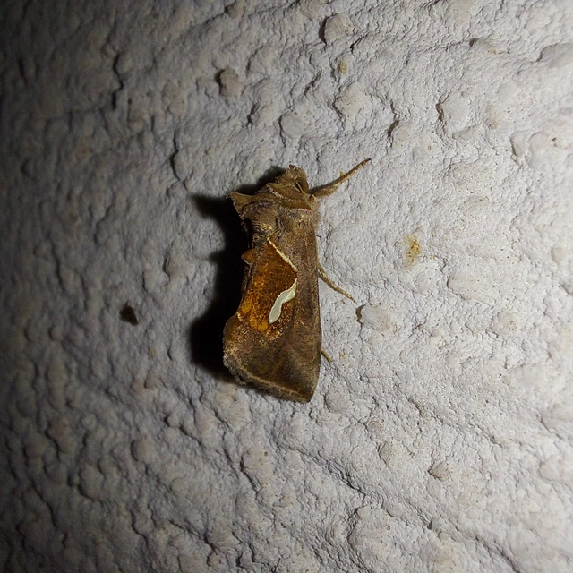 Macdunnoughia confusa - cseppfoltos ezüstbagoly