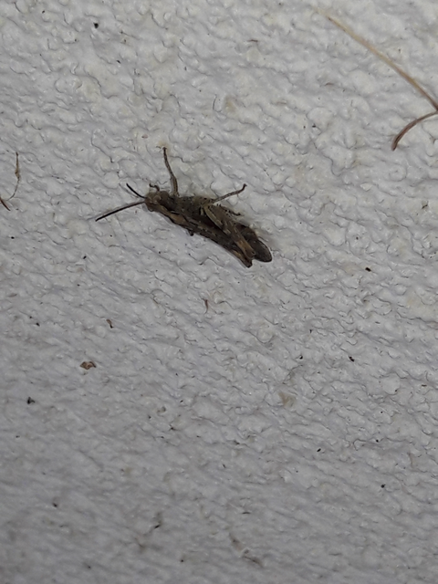 Chorthippus (Glyptobothrus) (subgenus)