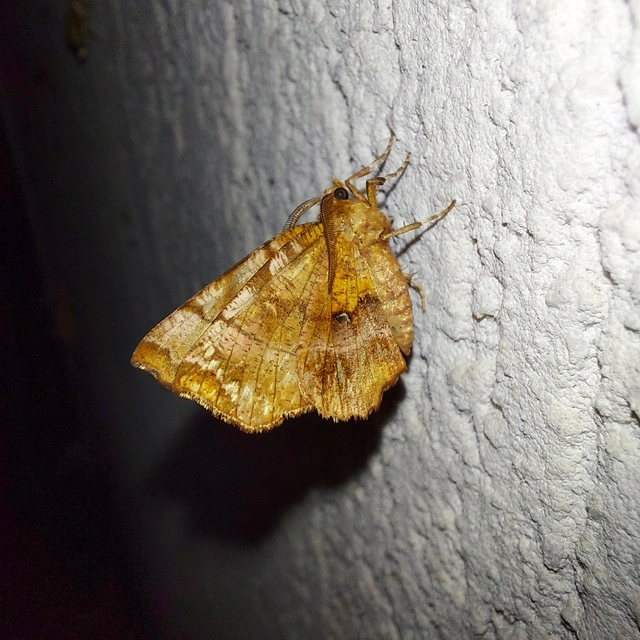 Selenia dentaria - kétfoltos holdasaraszoló