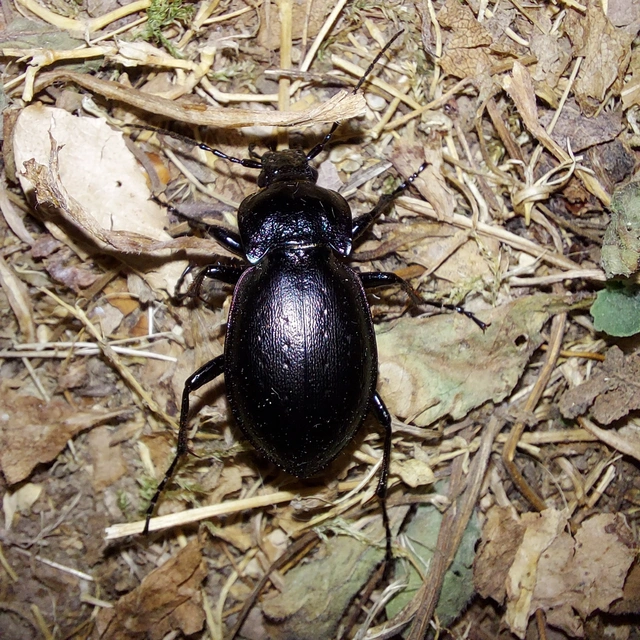 Carabus nemoralis - ligeti futrinka