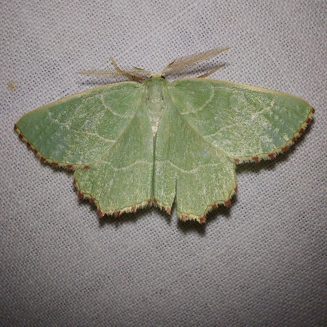 Thalera fimbrialis - csipkésszélű zöldaraszoló