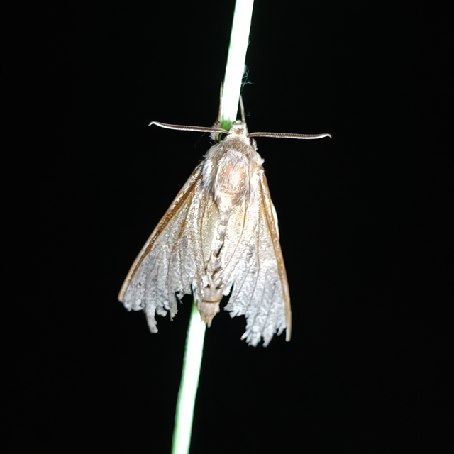 Hyloicus pinastri - fenyőszender