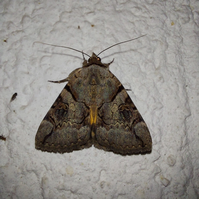 Catocala hymenaea - kökény-övesbagoly