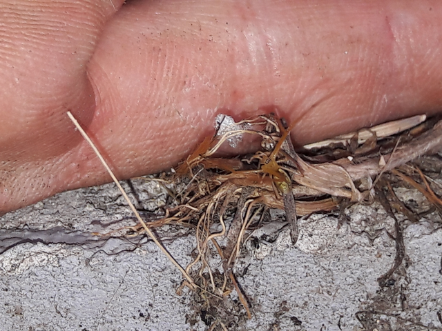 Tetragnatha