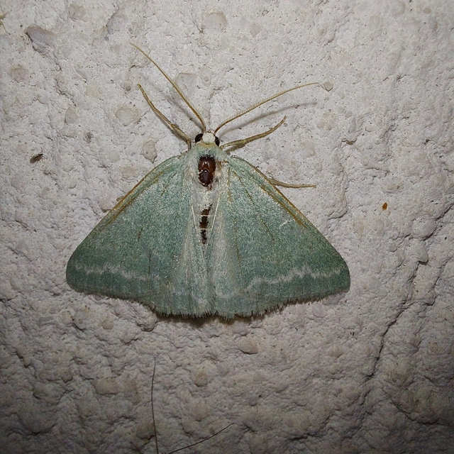 Pseudoterpna pruinata - hamvas zöldaraszoló