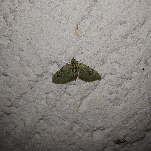 Chloroclystis v-ata - zöldes törpearaszoló