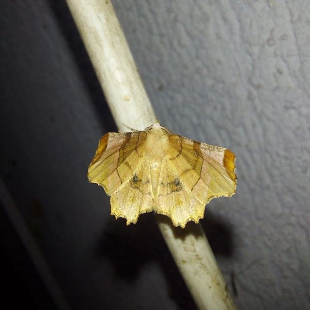 Selenia lunularia - egyfoltos holdasaraszoló