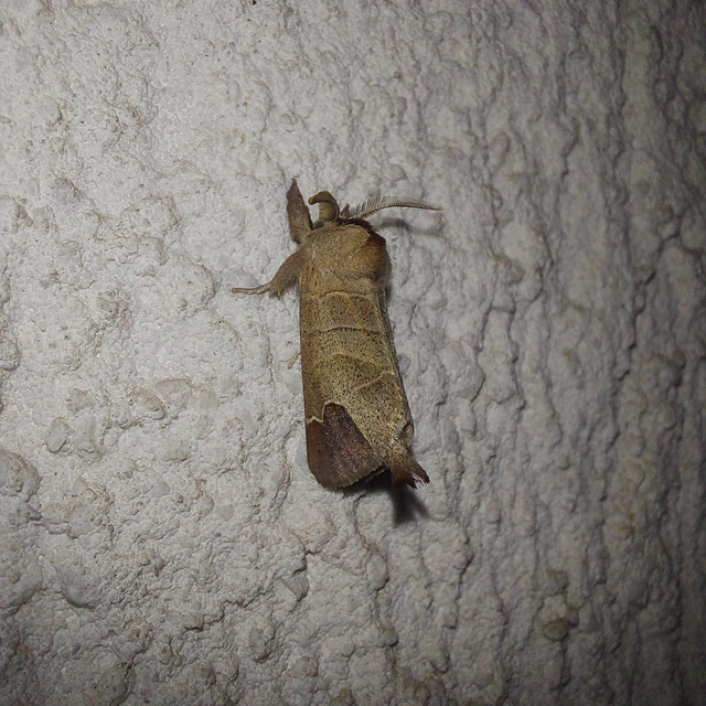 Clostera curtula - rövidszárnyú levélszövő