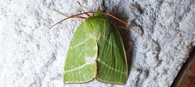 Pseudoips prasinana - bükkfa-zöldbagoly