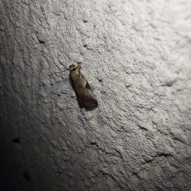 Acrobasis fallouella - hamvasfoltú karcsúmoly