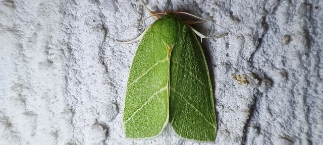 Bena bicolorana - tölgyfa-zöldbagoly