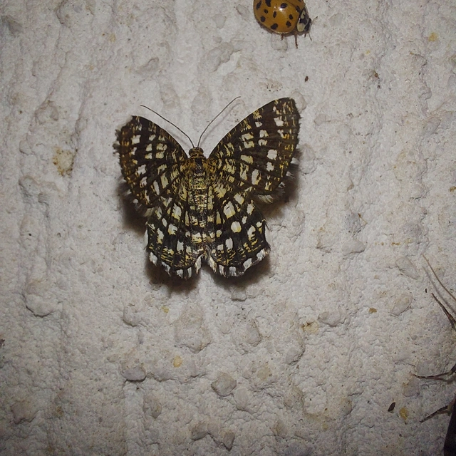 Chiasmia clathrata - rácsos rétiaraszoló