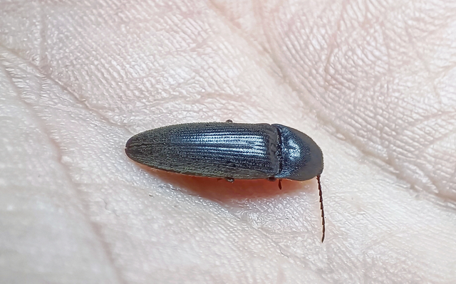 Elateridae - pattanóbogárfélék