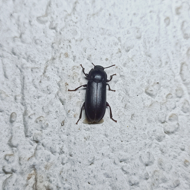 Tenebrio molitor - közönséges lisztbogár