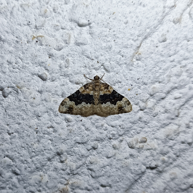 Epirrhoe galiata - sávos galajaraszoló