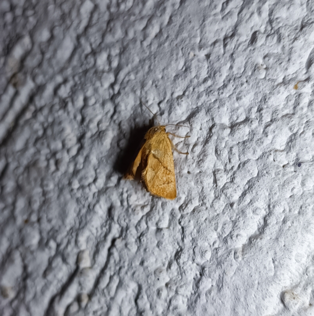 Apoda limacodes - kagylólepke