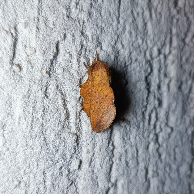 Phyllodesma tremulifolia - nyárlevélpohók