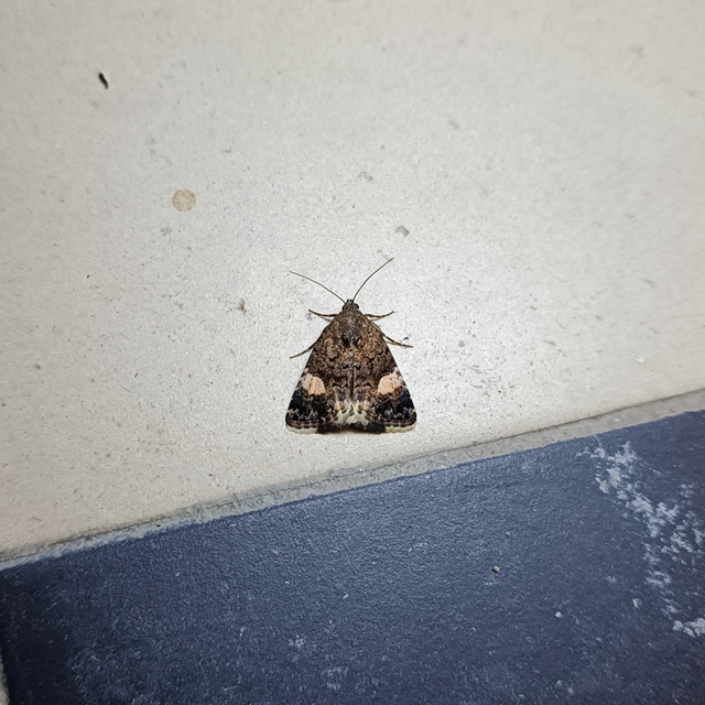 Tyta luctuosa - fekete nappalibagoly