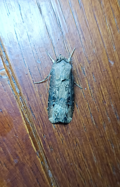 Agrotis ipsilon - nagy földibagoly