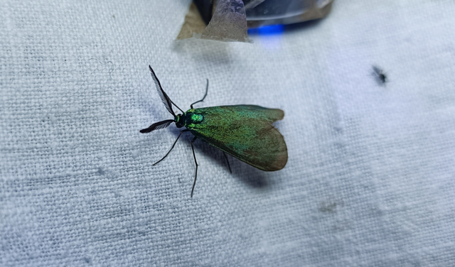 Procridinae