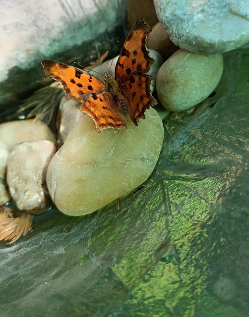 Nymphalis c-album - C-betűs lepke