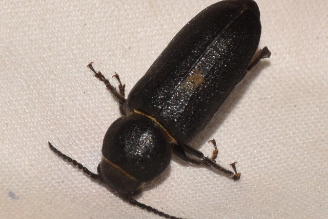 Spondylis buprestoides - erdei félcincér
