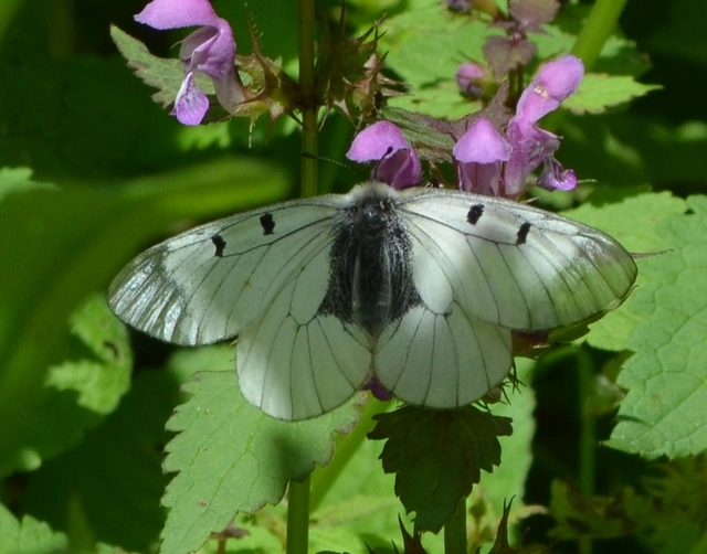 Parnassius mnemosyne - kis apollólepke