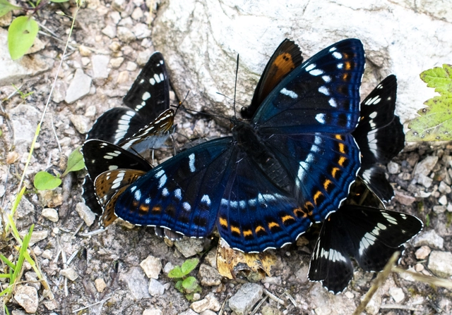 Limenitis populi - nagy nyárfalepke