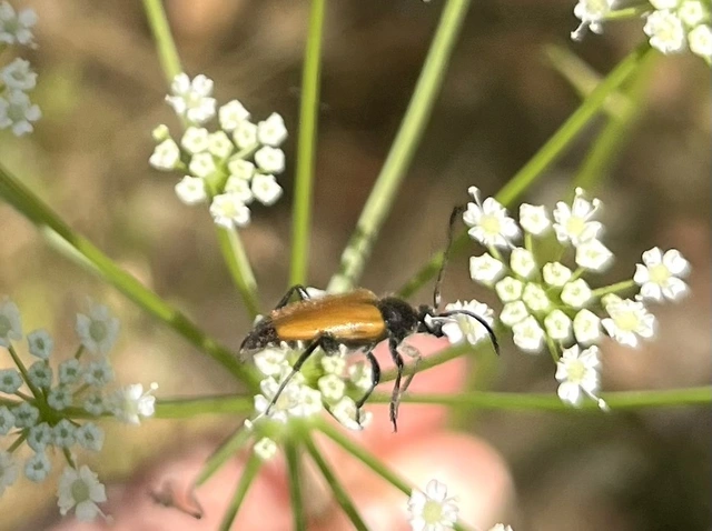 Stictoleptura fulva - vörhenyes virágcincér
