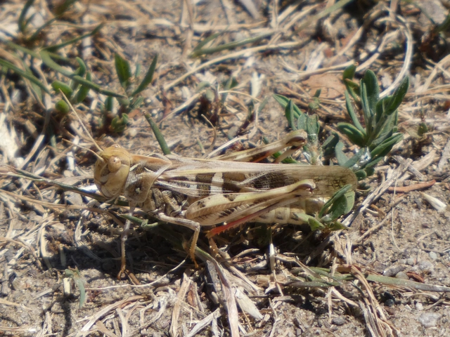 Oedaleus decorus - szalagos sáska