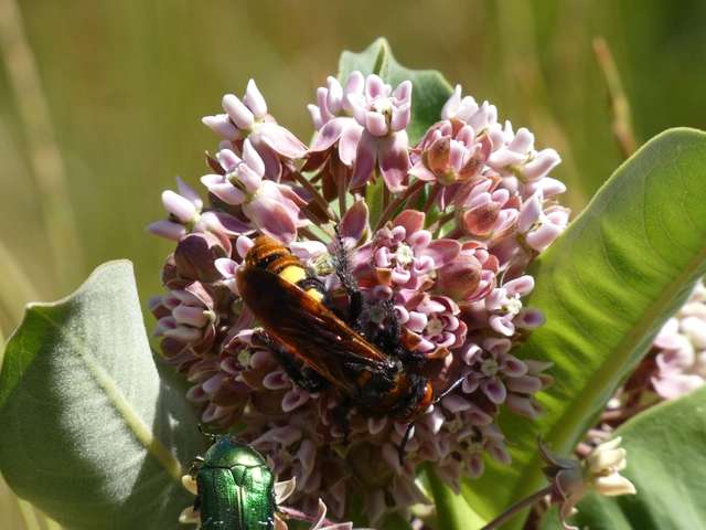 Megascolia maculata - óriás-tőrösdarázs
