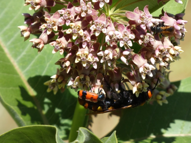 Trichodes apiarius - szalagos méhészbogár