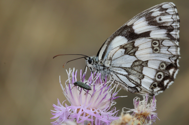 Melanargia galathea - sakktáblalepke