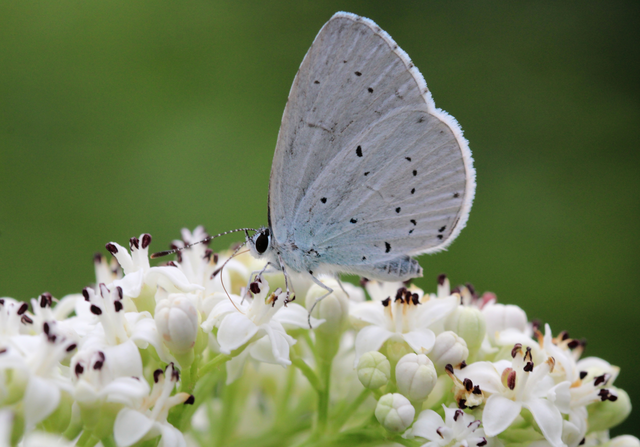 Celastrina argiolus - bengeboglárka