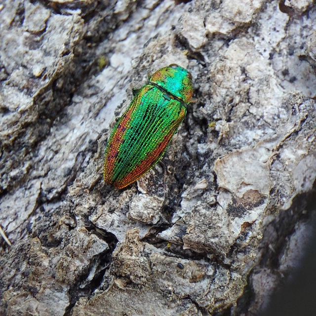 Lamprodila rutilans - hársfa-tarkadíszbogár Lamprodila rutilans - hársfa-tarkadíszbogár