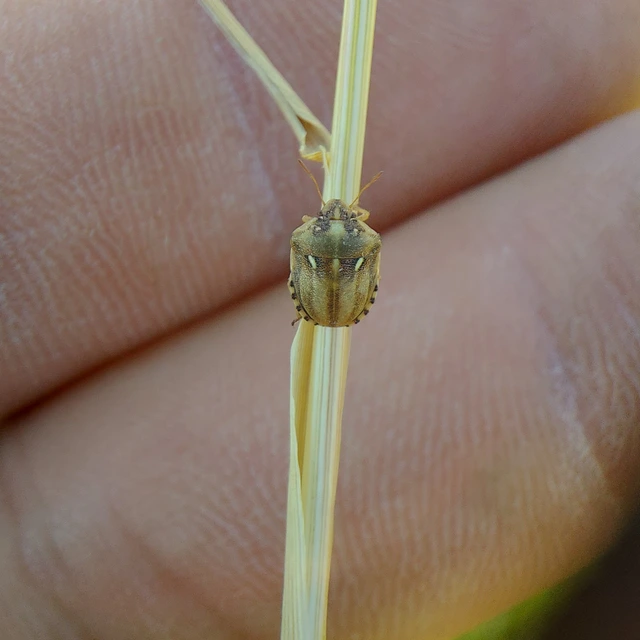 Derula flavoguttata Derula flavoguttata