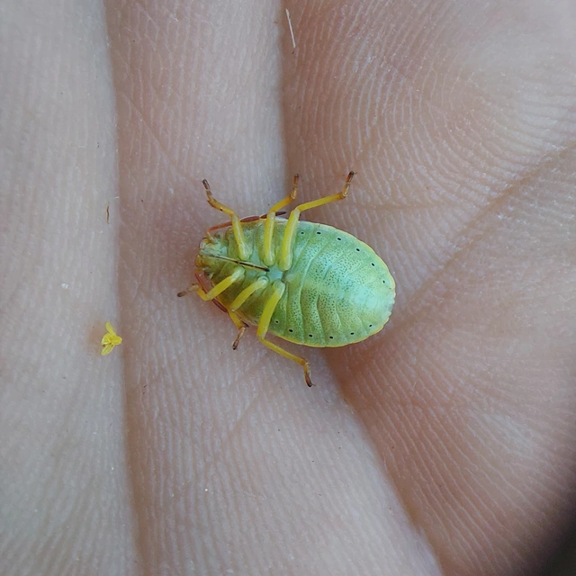 Piezodorus lituratus - bíboros címerespoloska Piezodorus lituratus - bíboros címerespoloska