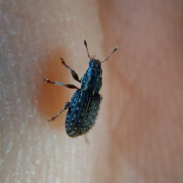 Sitona hispidulus - szőrös csipkézőbogár