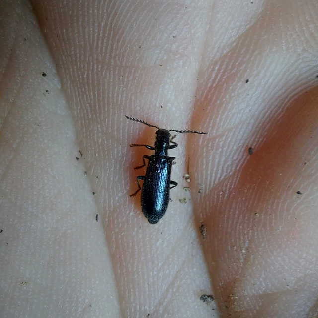 Tillus elongatus - fekete szúfarkas