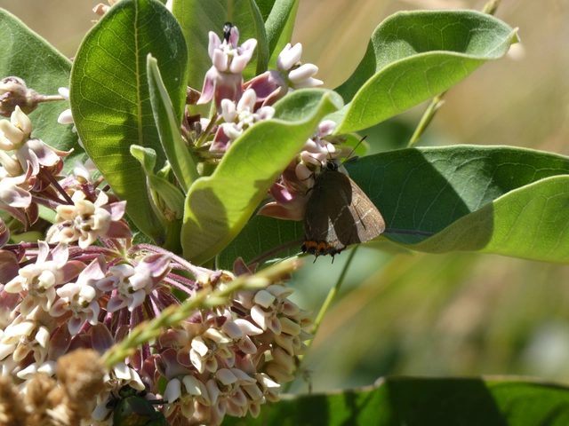 Satyrium w-album - szilfa-csücsköslepke