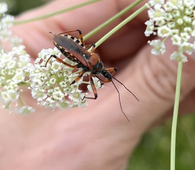 Rhynocoris iracundus - közönséges gyilkospoloska