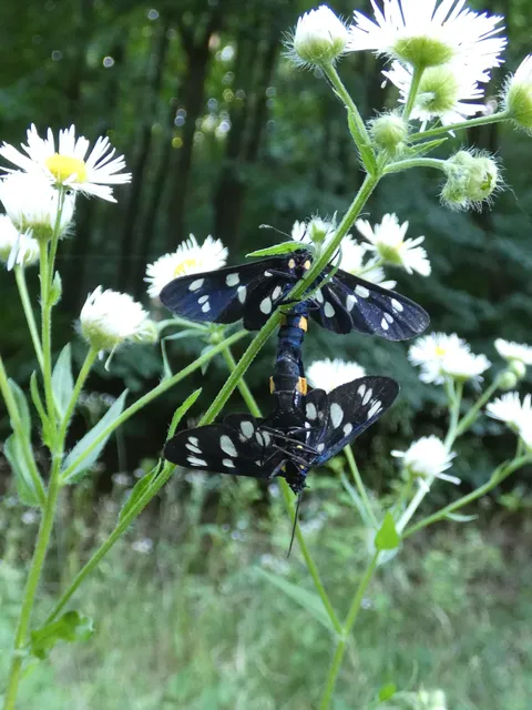 Amata phegea - fehérpettyes álcsüngőlepke