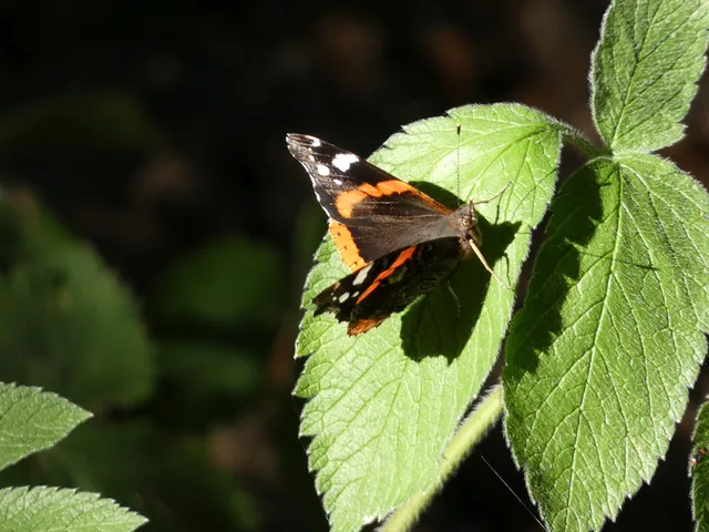 Vanessa atalanta - atalantalepke