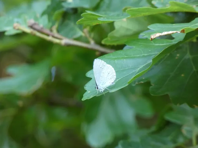 Celastrina argiolus - bengeboglárka