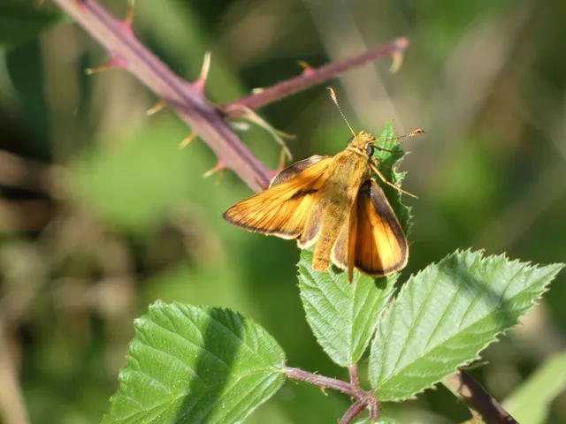 Ochlodes sylvanus - erdei busalepke