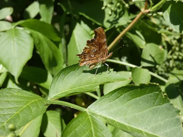 Nymphalis c-album - C-betűs lepke